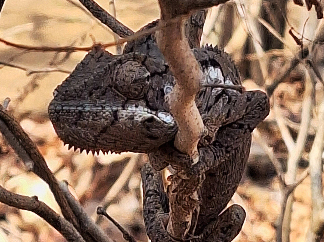 Kirindy Forest Morondava Madagascar-Morondava必去景点
