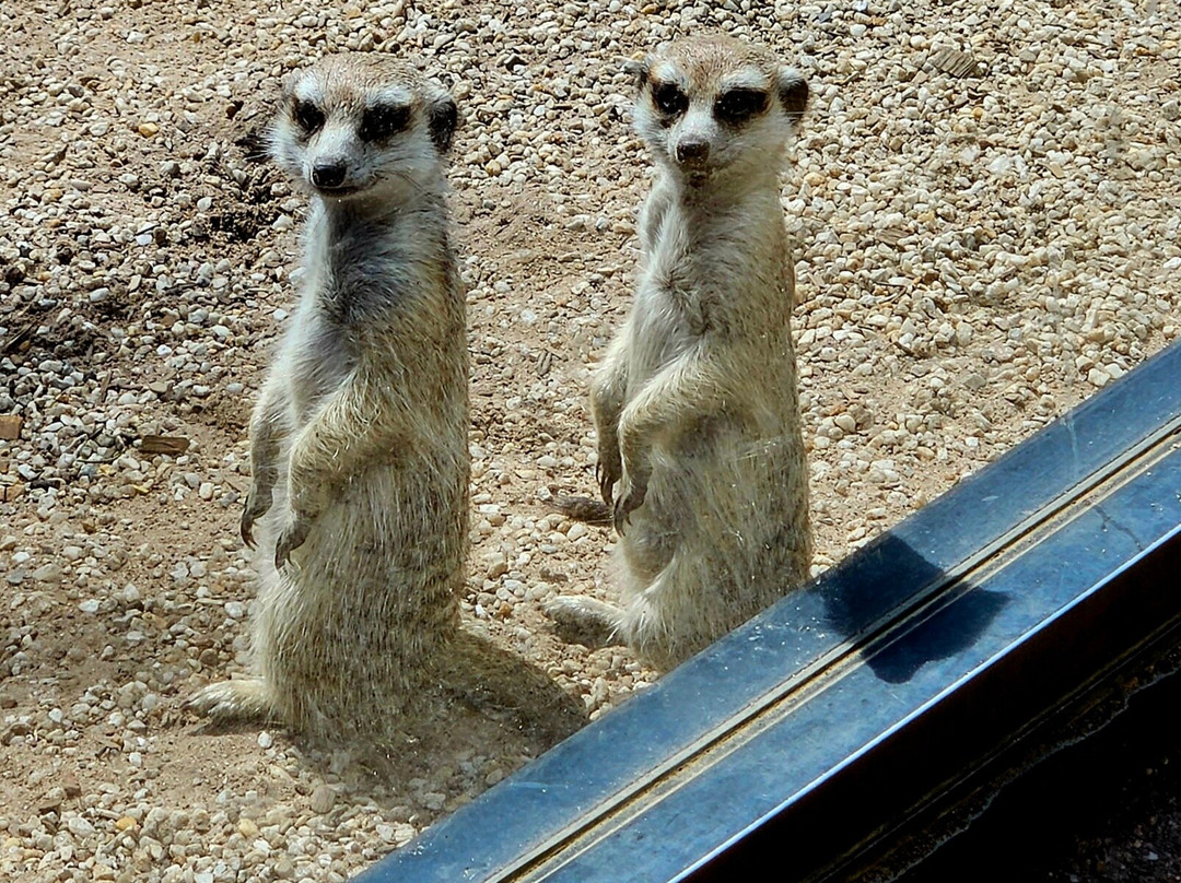 Halls Gap Zoo-贺思盖必去景点