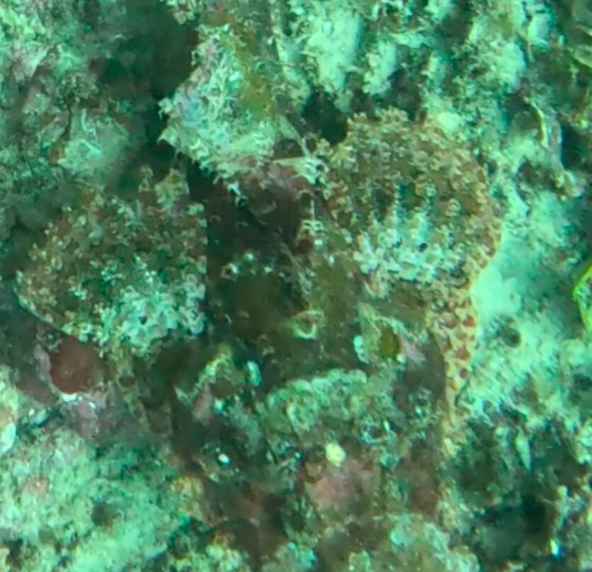 Dive Time Zanzibar-Kizimkazi必去景点