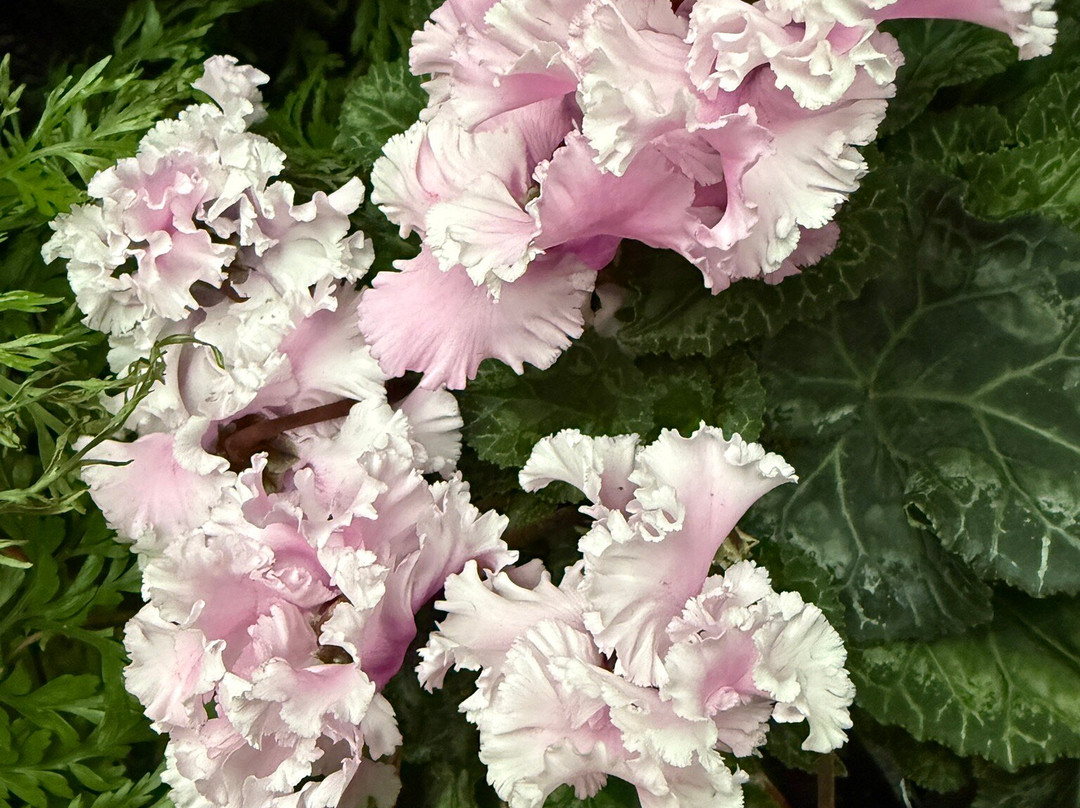 Lady Norwood Rose Garden-惠灵顿必去景点