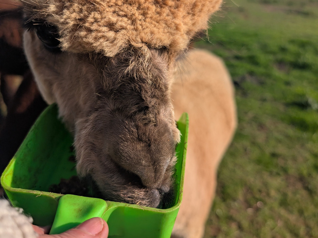The Alpaca Centre at JandJ Alpacas-特伦特河畔纽瓦克必去景点