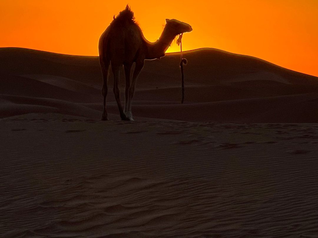Desert Maroc Tours - Day Tours-扎古拉必去景点
