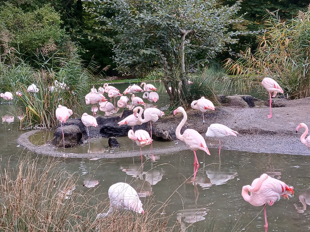 Tierpark Bern-伯尔尼必去景点