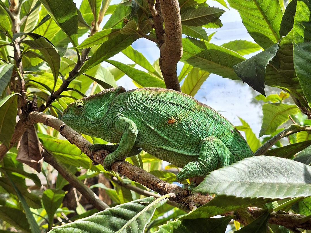 Reserve Peyrieras Madagascar Exotic-Marozevo必去景点
