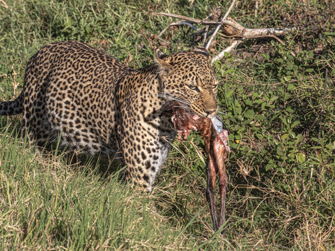 Assured Safaris-内罗毕必去景点