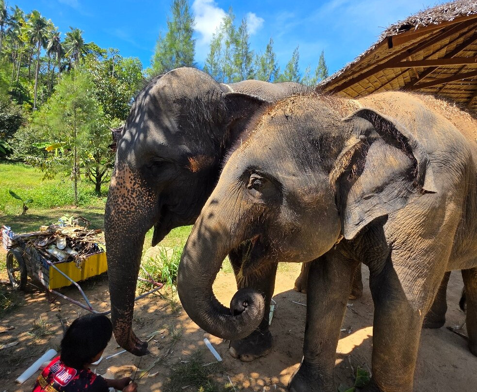 Samui Elephant Spa-苏梅岛必去景点