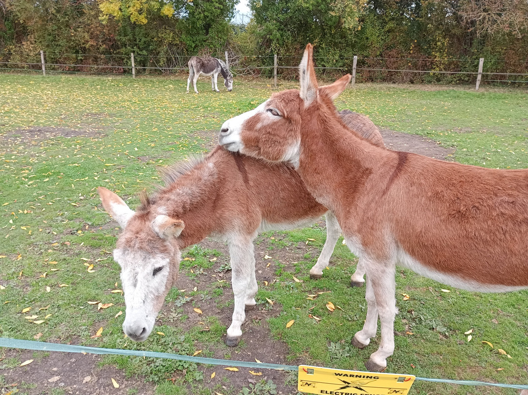 Island Farm Donkey Sanctuary-沃灵福德必去景点