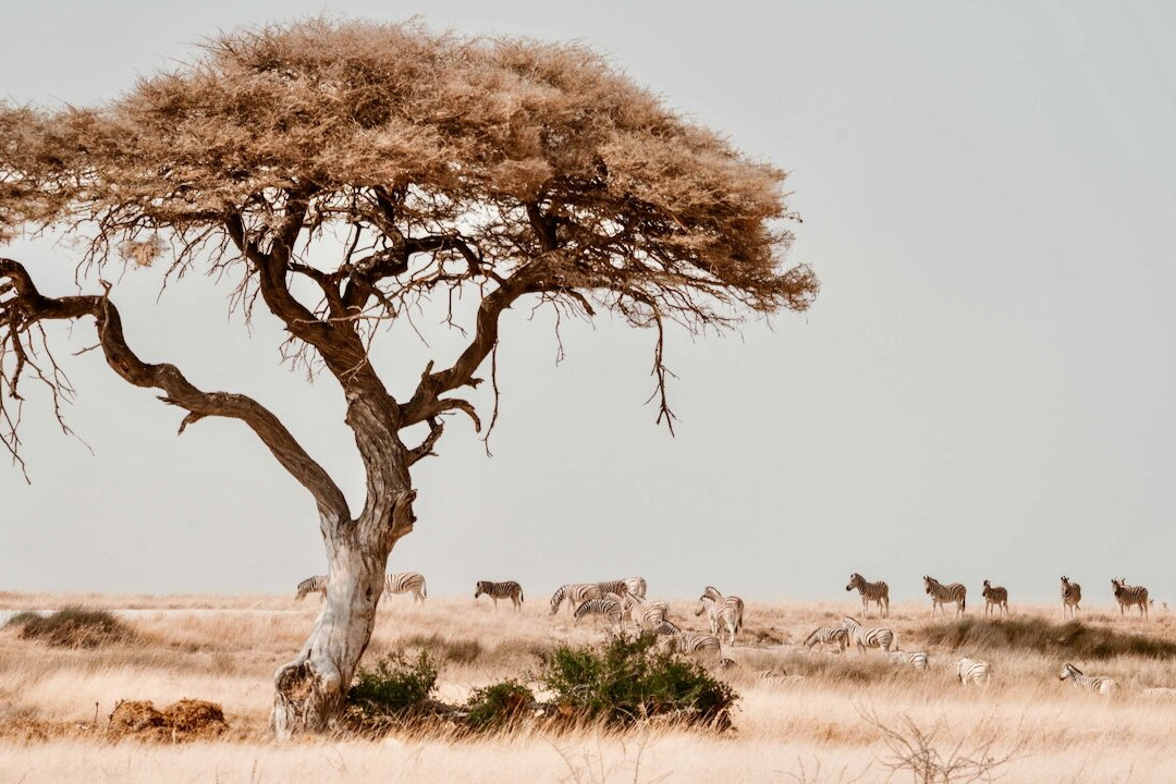 Namibia Tours & Safaris-斯瓦科普蒙德必去景点