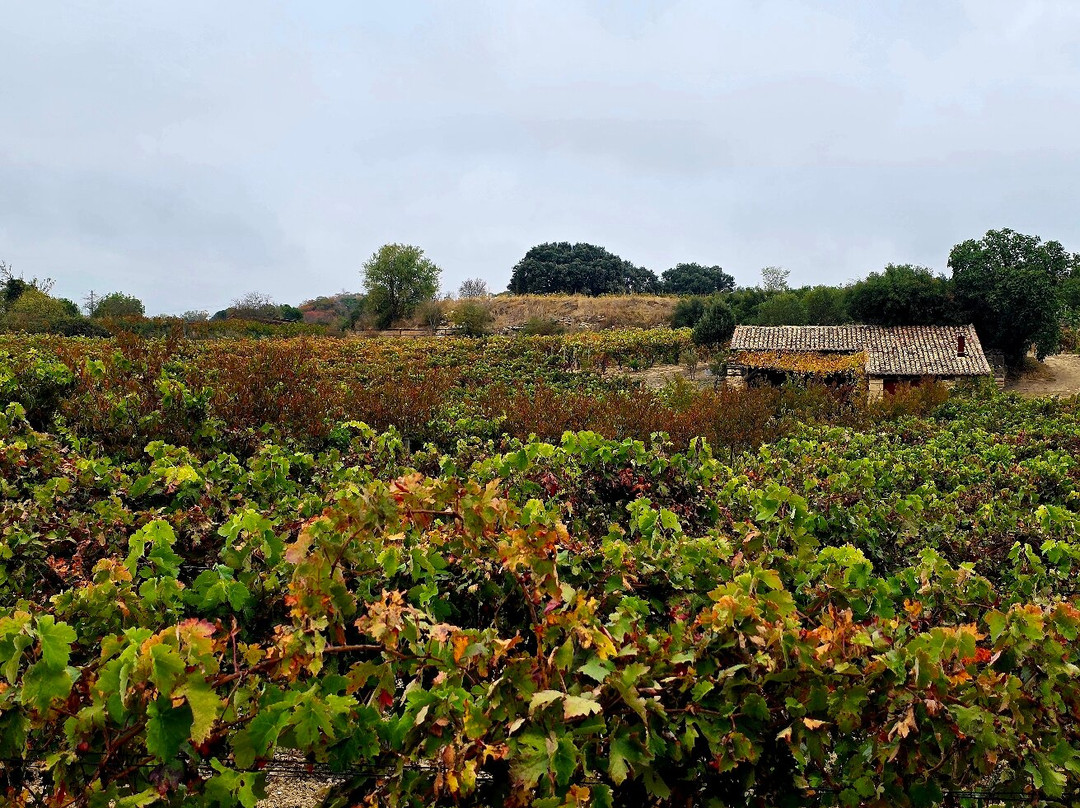 Bodegas y Vinedos Artadi-拉瓜迪亚必去景点