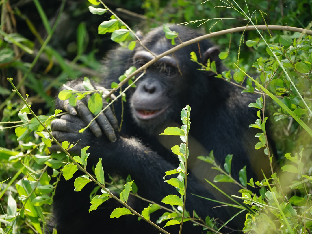 Devine African Safaris-吉佳利必去景点