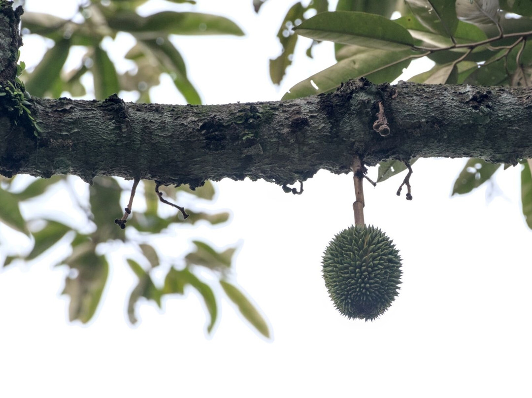 Pulau Ubin Nature and Kampong Walk-乌敏岛必去景点