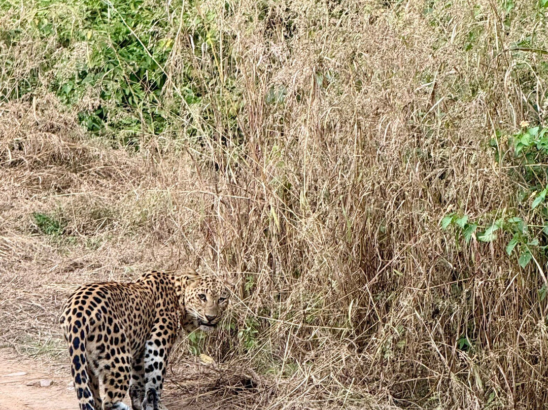 Jhalana Leopard Safari Park-斋蒲尔必去景点