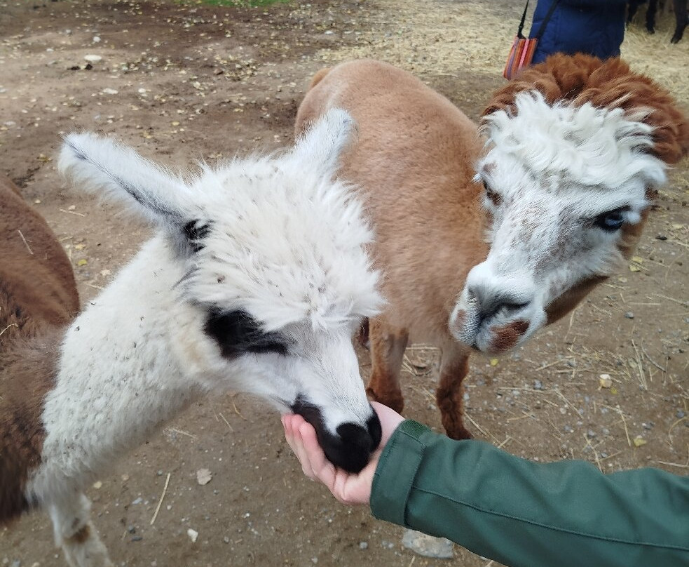 Lamacentrum Hady-布尔诺必去景点