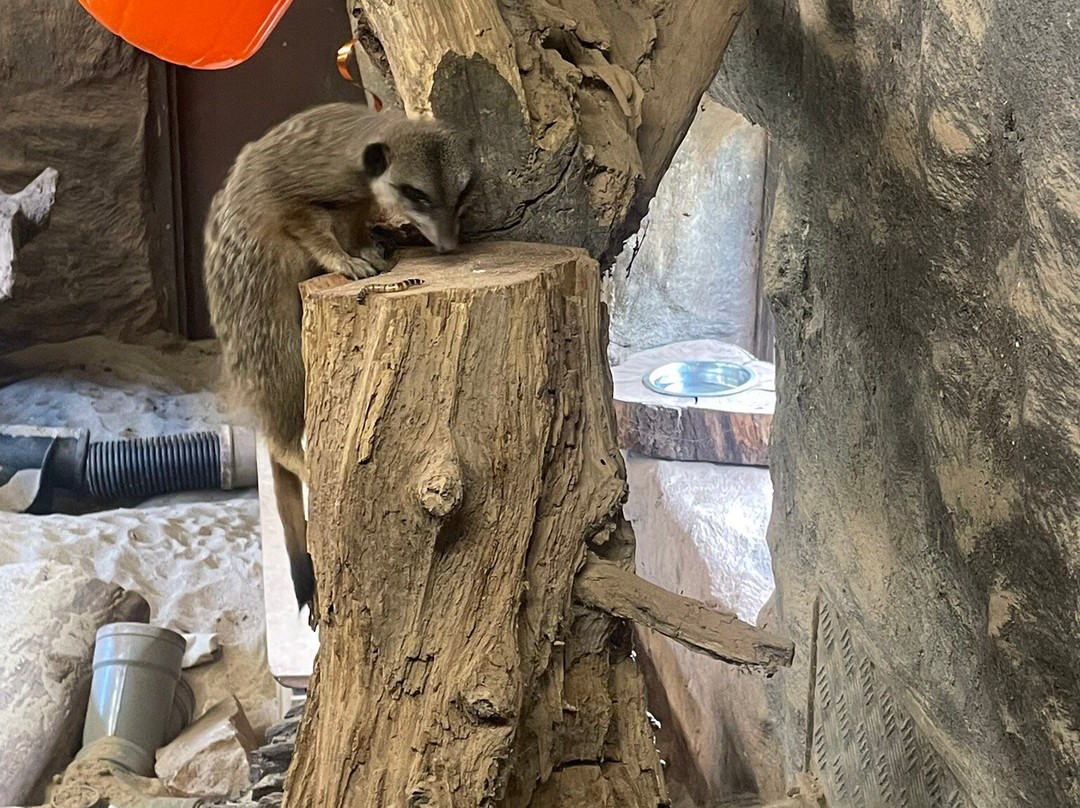 Paignton Zoo Environmental Park-佩恩顿必去景点