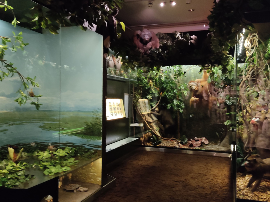 自然历史博物馆-赫尔辛基必去景点