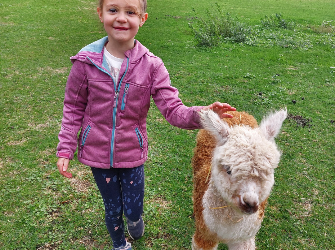 De Alpacaboerderij-Kaulille必去景点