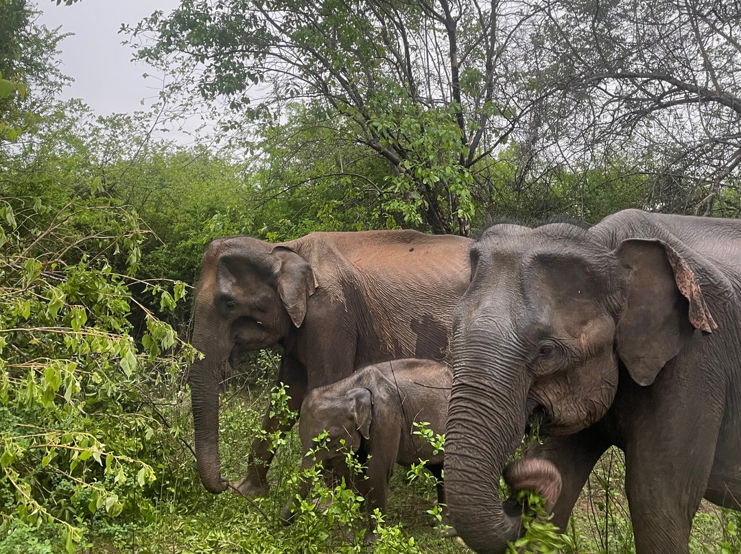 Mahoora Tented Safari Camp Udawalawe主图