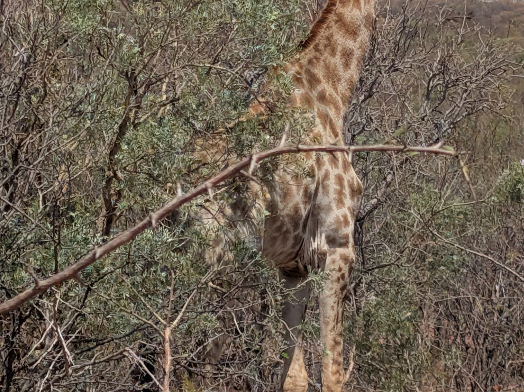 Lion and Cheetah Sanctuary-柯立南必去景点