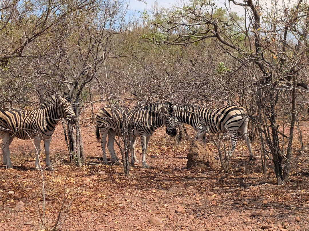 Lion and Cheetah Sanctuary-柯立南必去景点