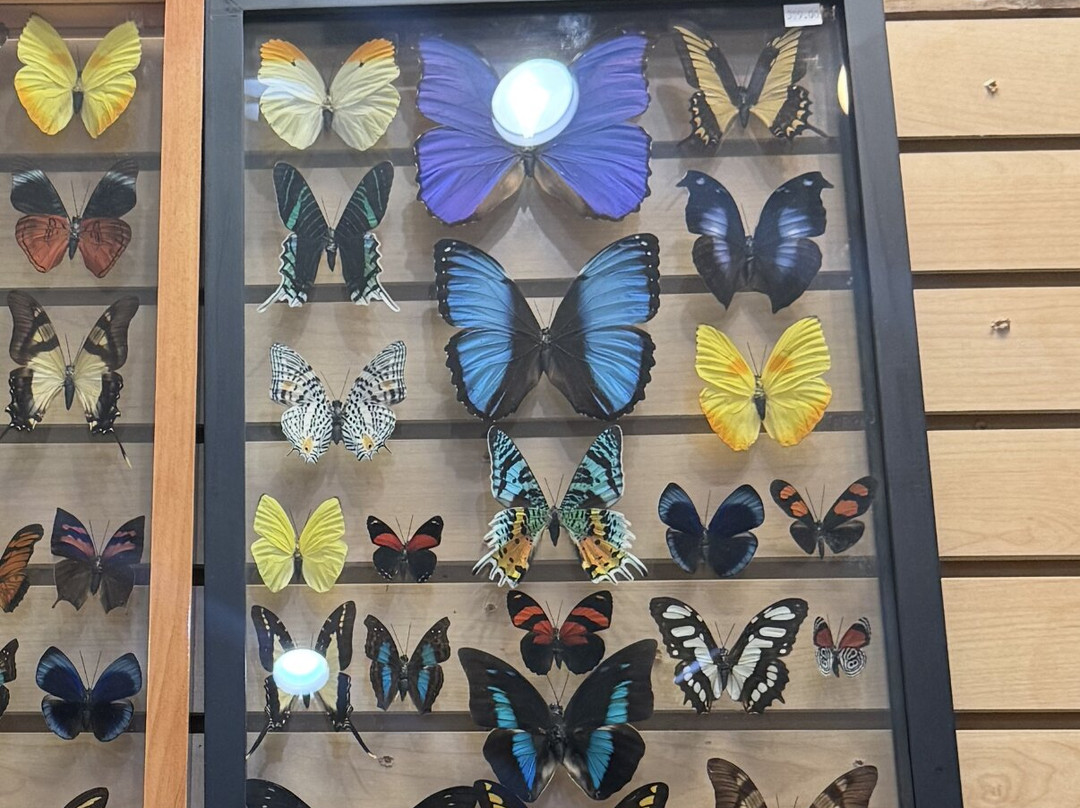 Jim Gray's Petrified Wood Co.-霍尔布鲁克必去景点