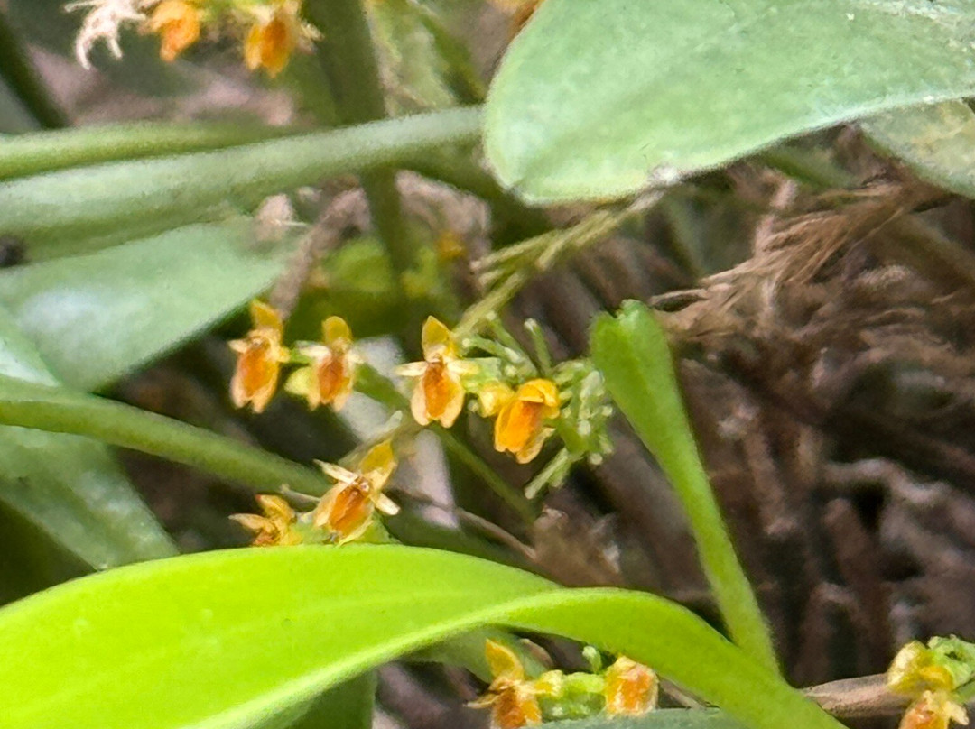 Museo De La Orquídea-科特佩必去景点