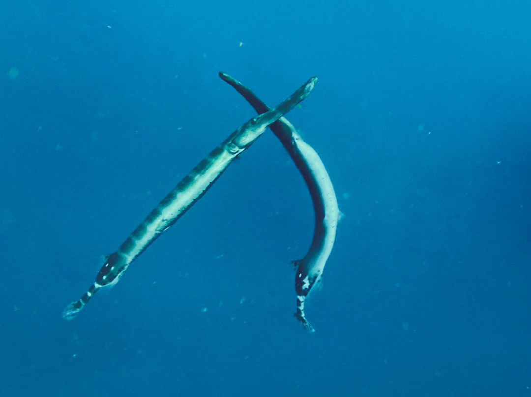 Deep Ocean Diver-圣克鲁斯-德特内里费必去景点