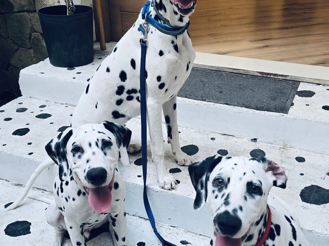 Home Of The Dalmatian Dog-希贝尼克必去景点