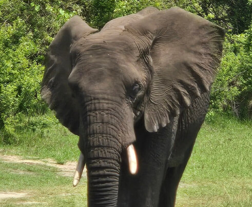 Hills in the Mist Tours-吉佳利必去景点