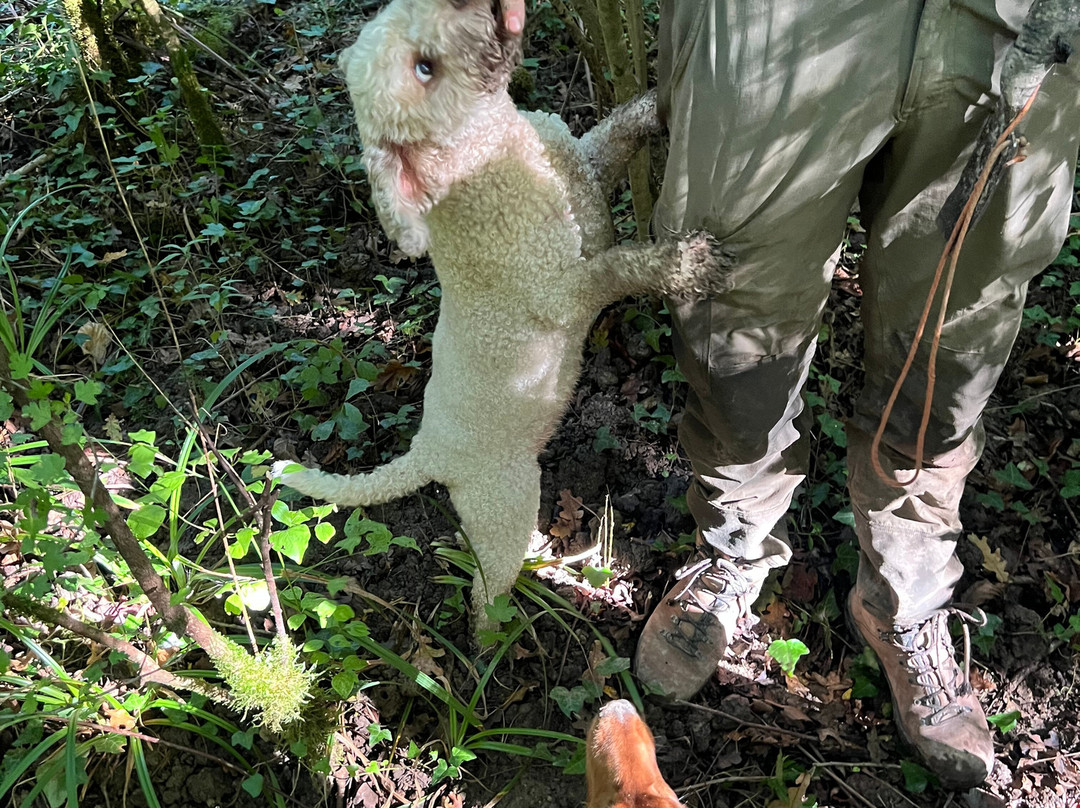 Karlic Tartufi-Buzet必去景点