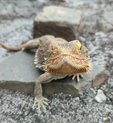 Plantasia Tropical Zoo-斯温西必去景点