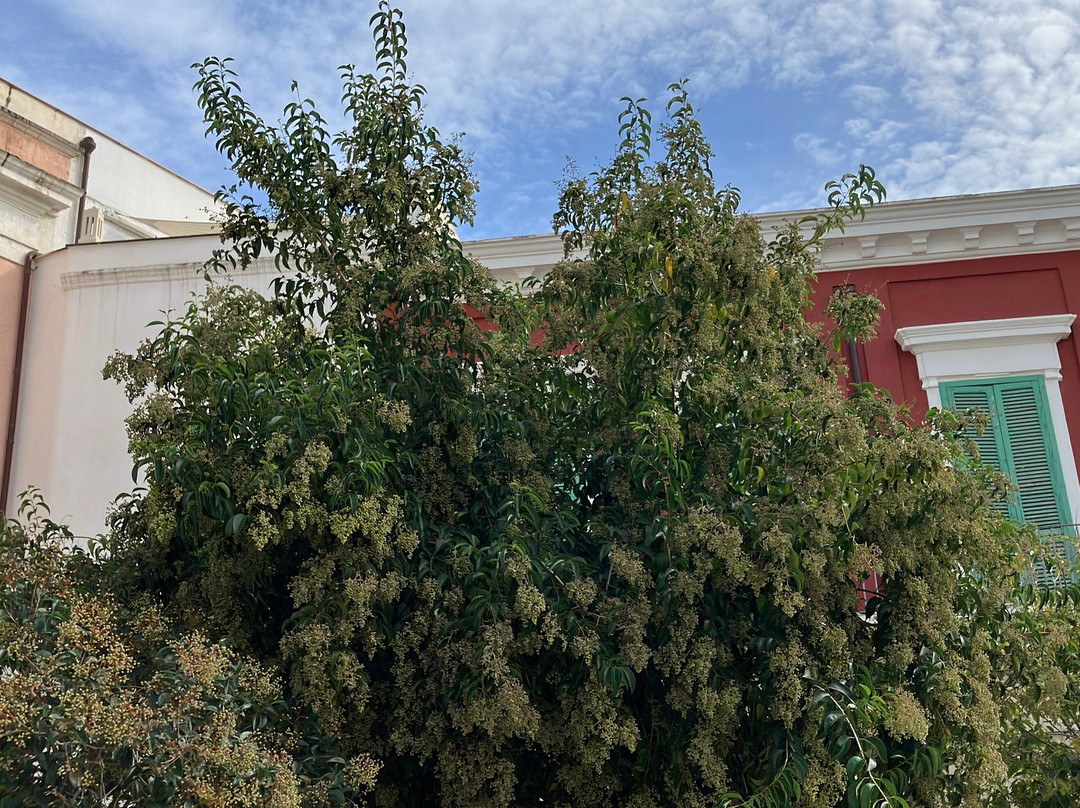 Piazza Giuseppe Garibaldi-莫诺波利必去景点