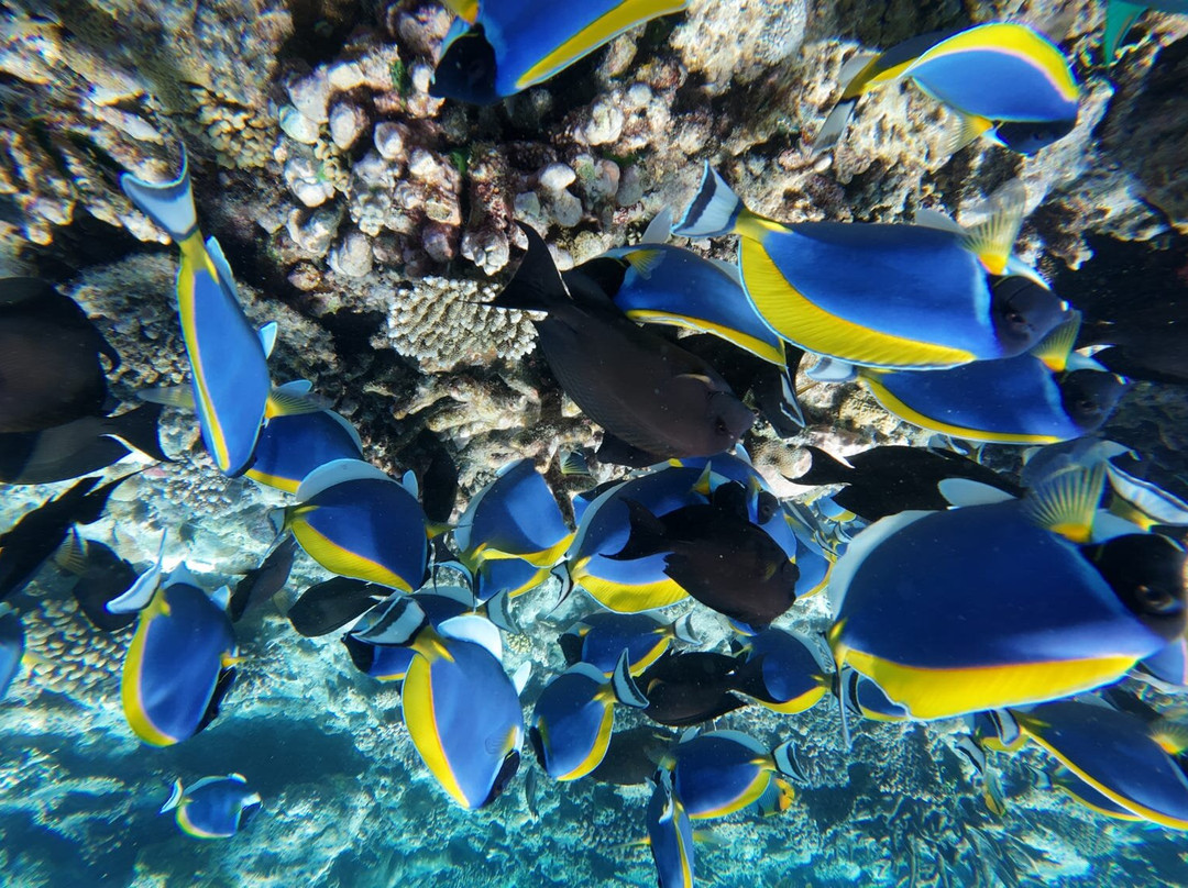 Papa Fish Excursions-乌库拉斯必去景点