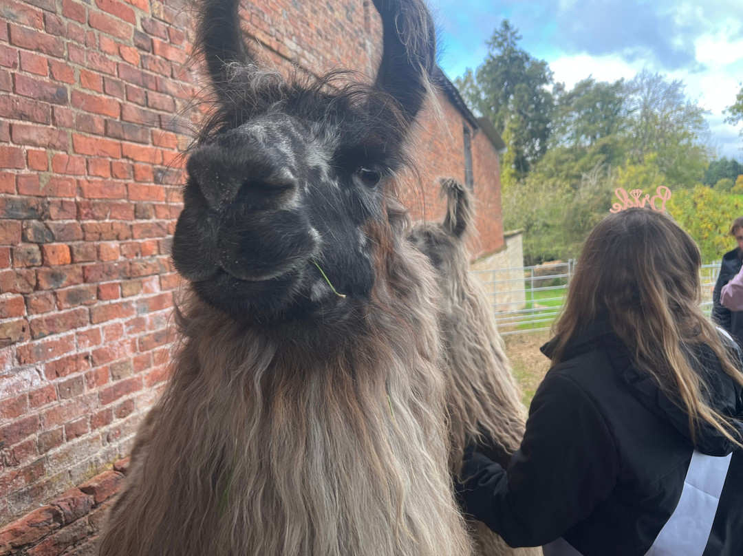 Briery Hill Llamas-Kilcot必去景点