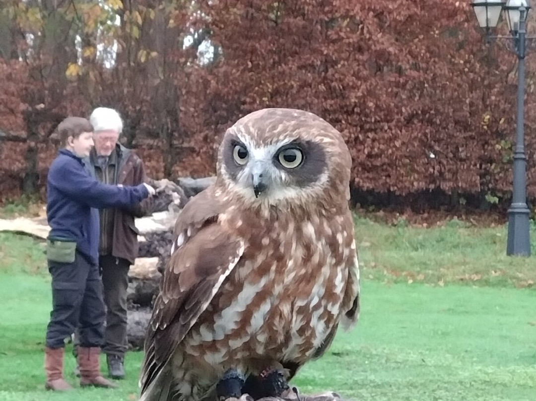 Leeds Castle Falconry Experiences-Leeds必去景点