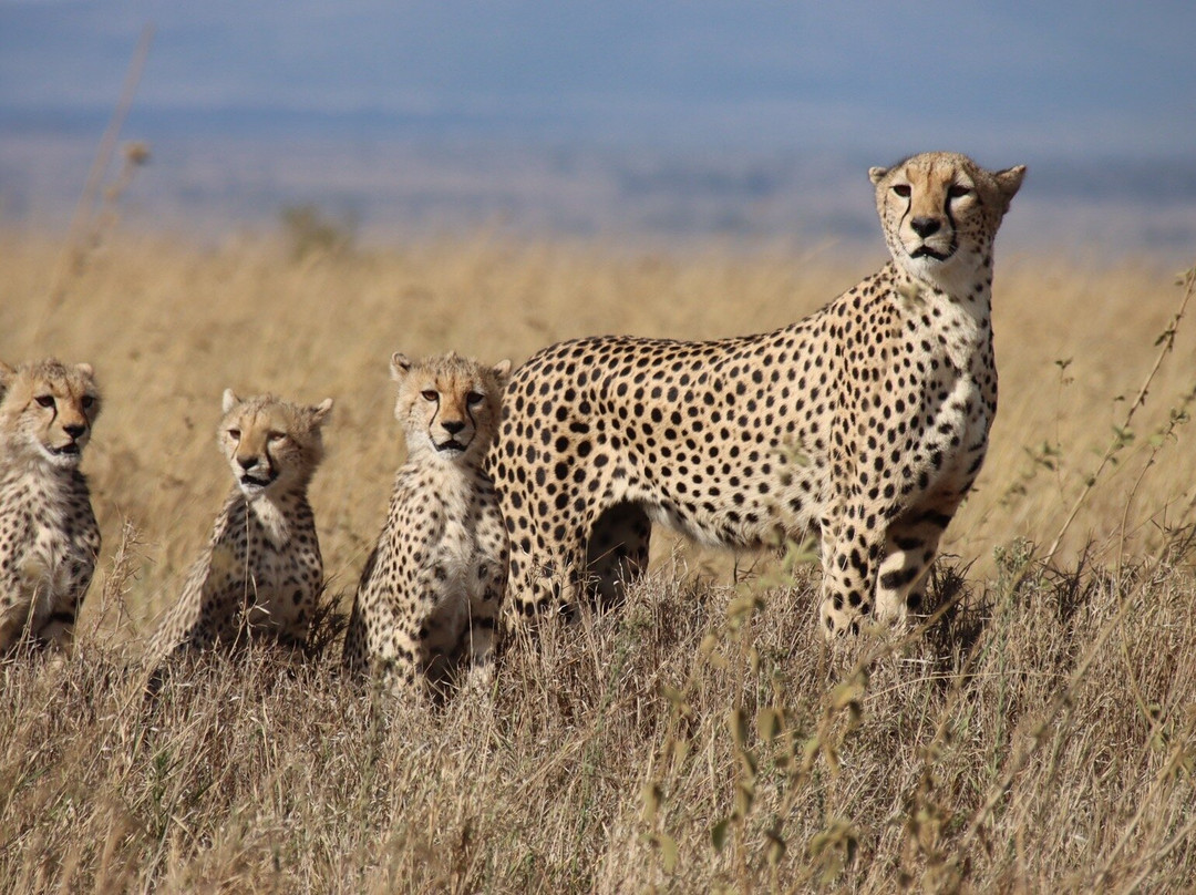 Tansania Reiseabenteuer SDL GmbH-柏林必去景点