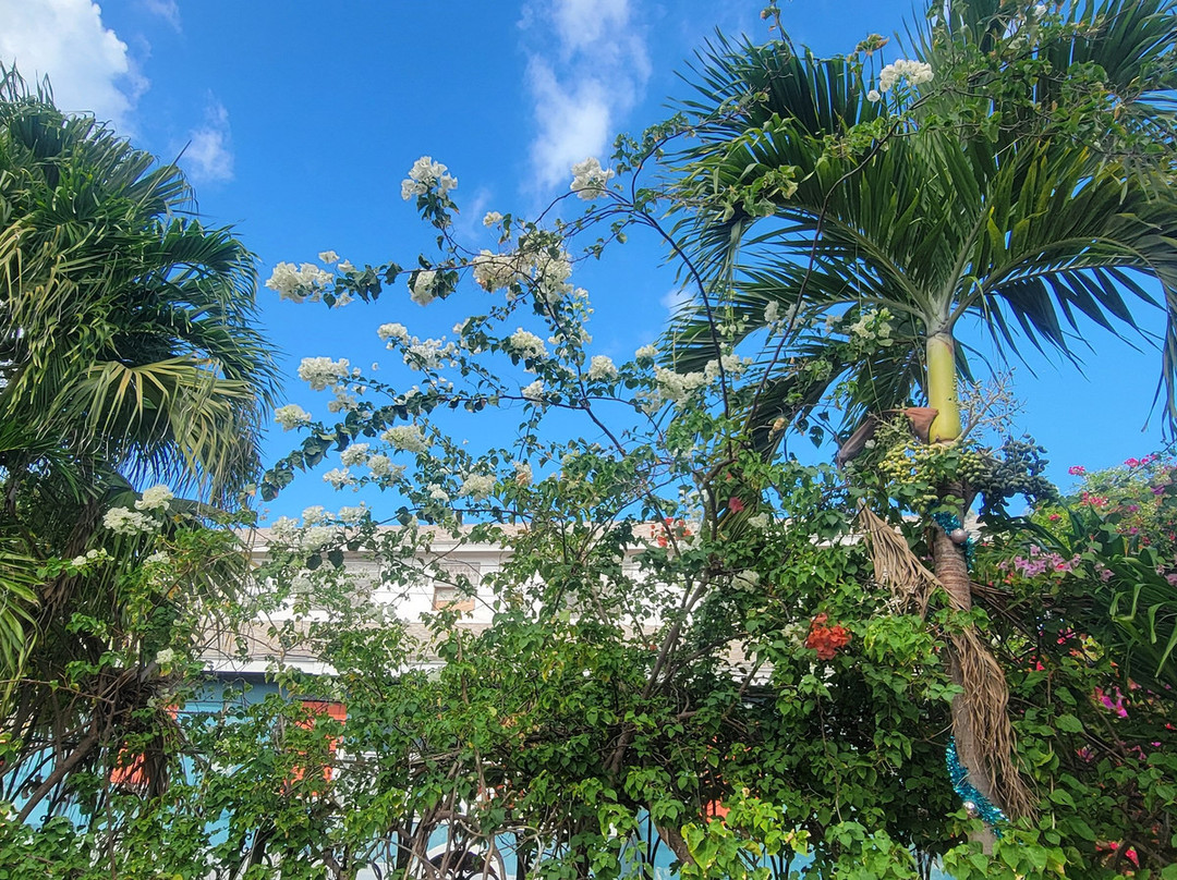 Pirate Jeep Tours Sightseeing Adventure!-拿骚必去景点