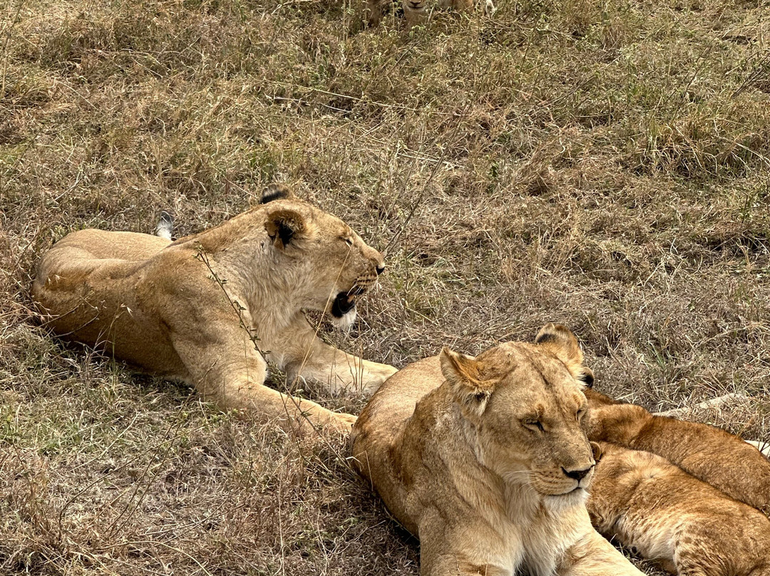 歌珊地非洲游猎之旅-阿鲁沙必去景点