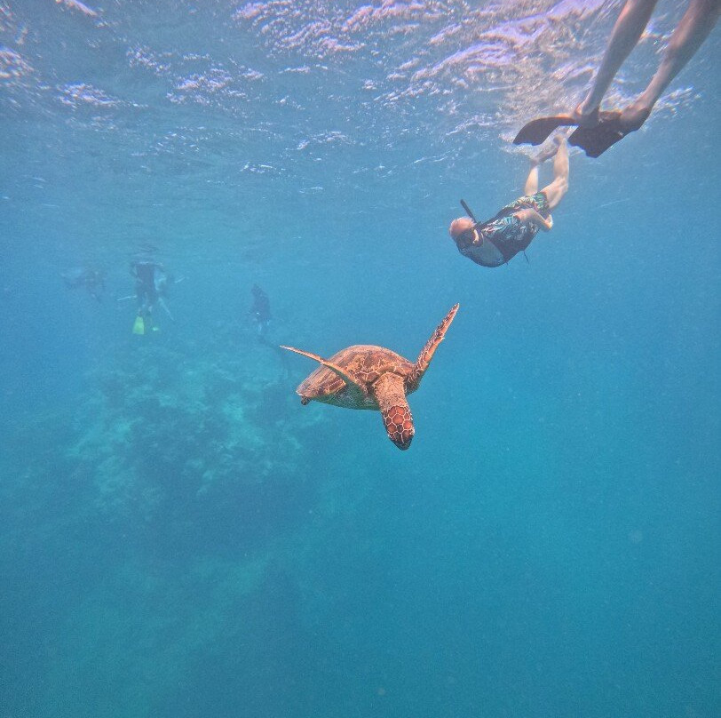 Sea Pace Rarotonga-堤堤卡维加必去景点