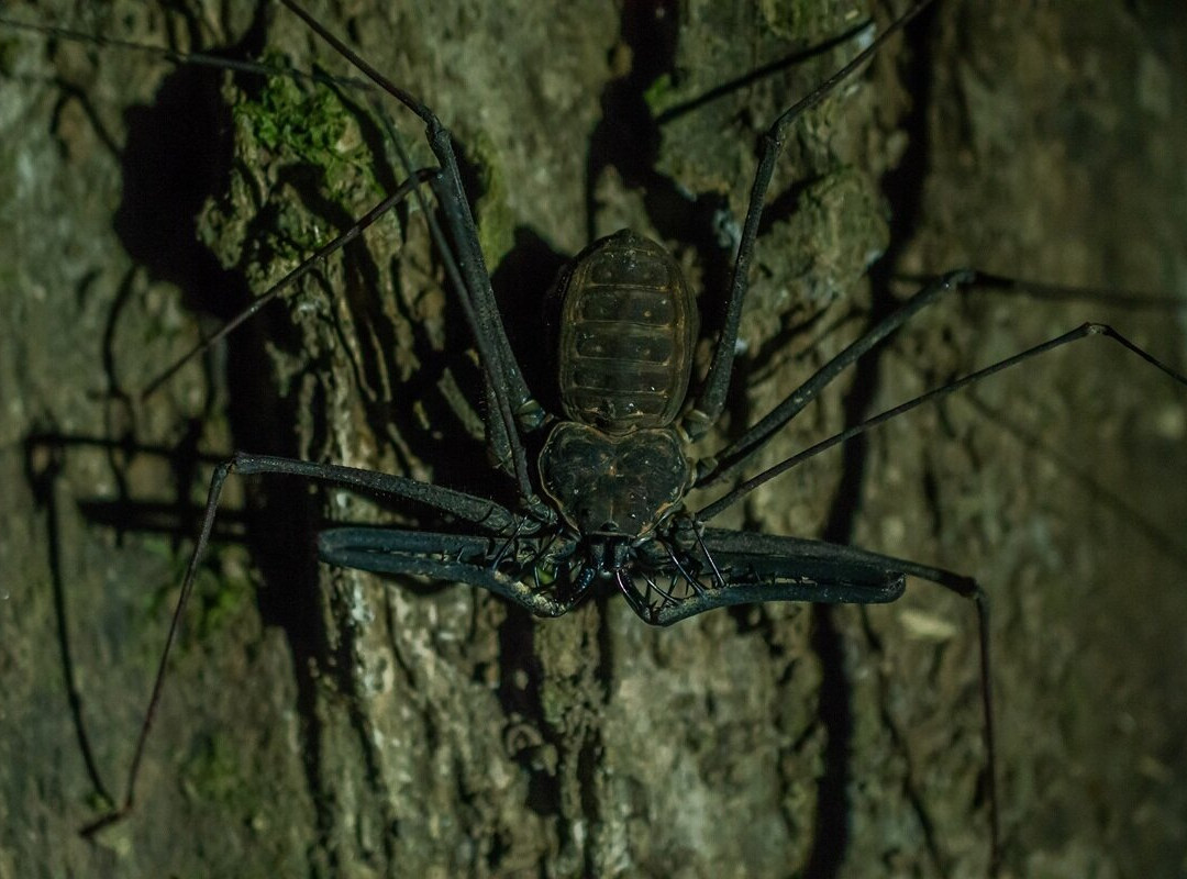 Cuyabeno Dolphin Lodge-Cuyabeno Wildlife Reserve必去景点
