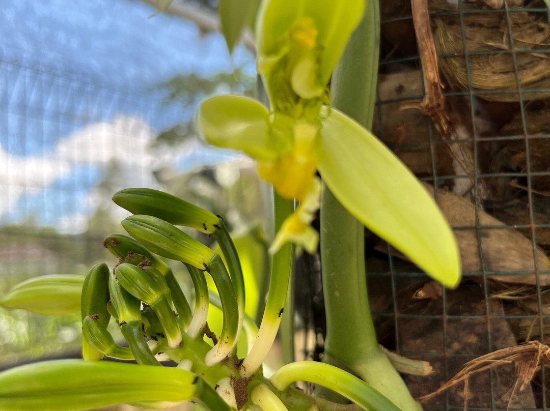 Wale Vanilla-Tomohon必去景点