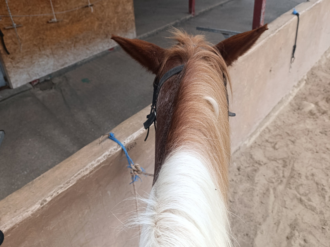 Erika's Horse Farm Kos-Marmari必去景点