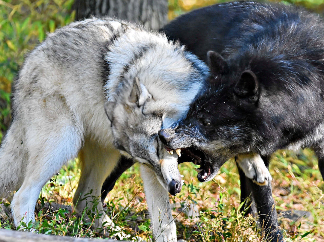 Lakota Wolf Preserve-Columbia必去景点