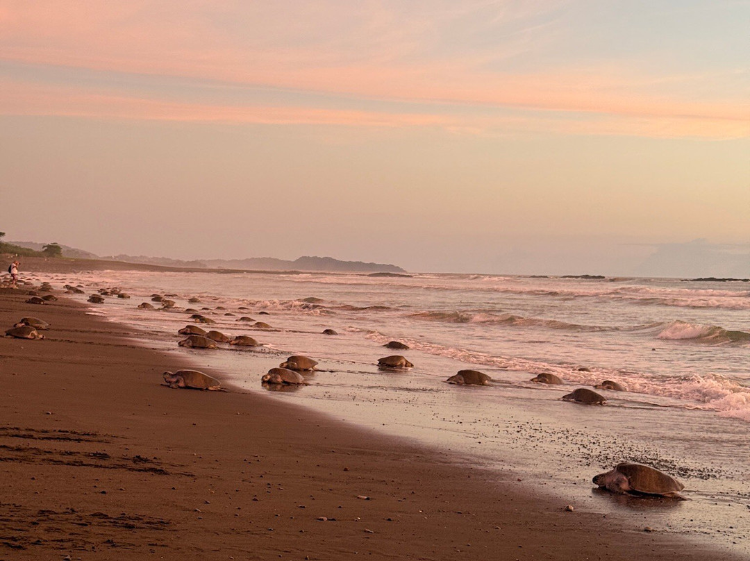 Oropopo Experience-Playa Avellanas必去景点