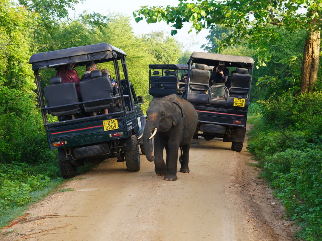 Udawalawe Lahiru Safari Guide Tours-乌达瓦拉维国家公园必去景点