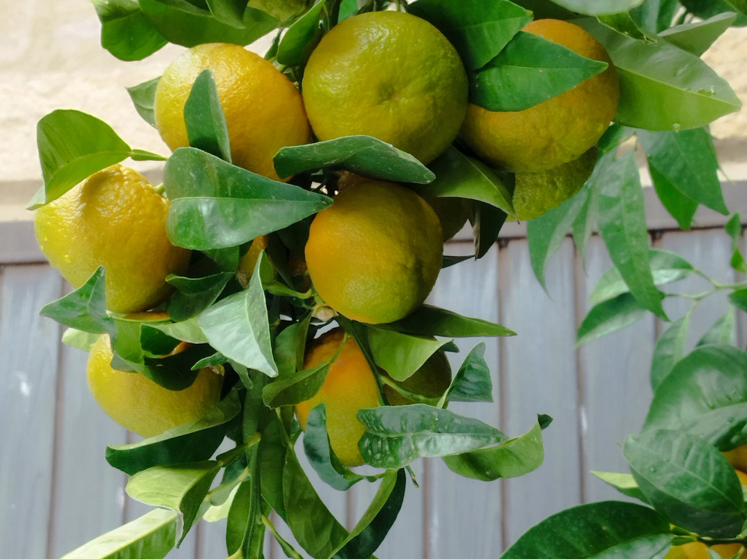 Historic Centre of Trujillo-特鲁希略必去景点