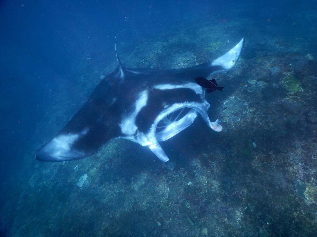 Tamarind Divers-蓝梦岛必去景点