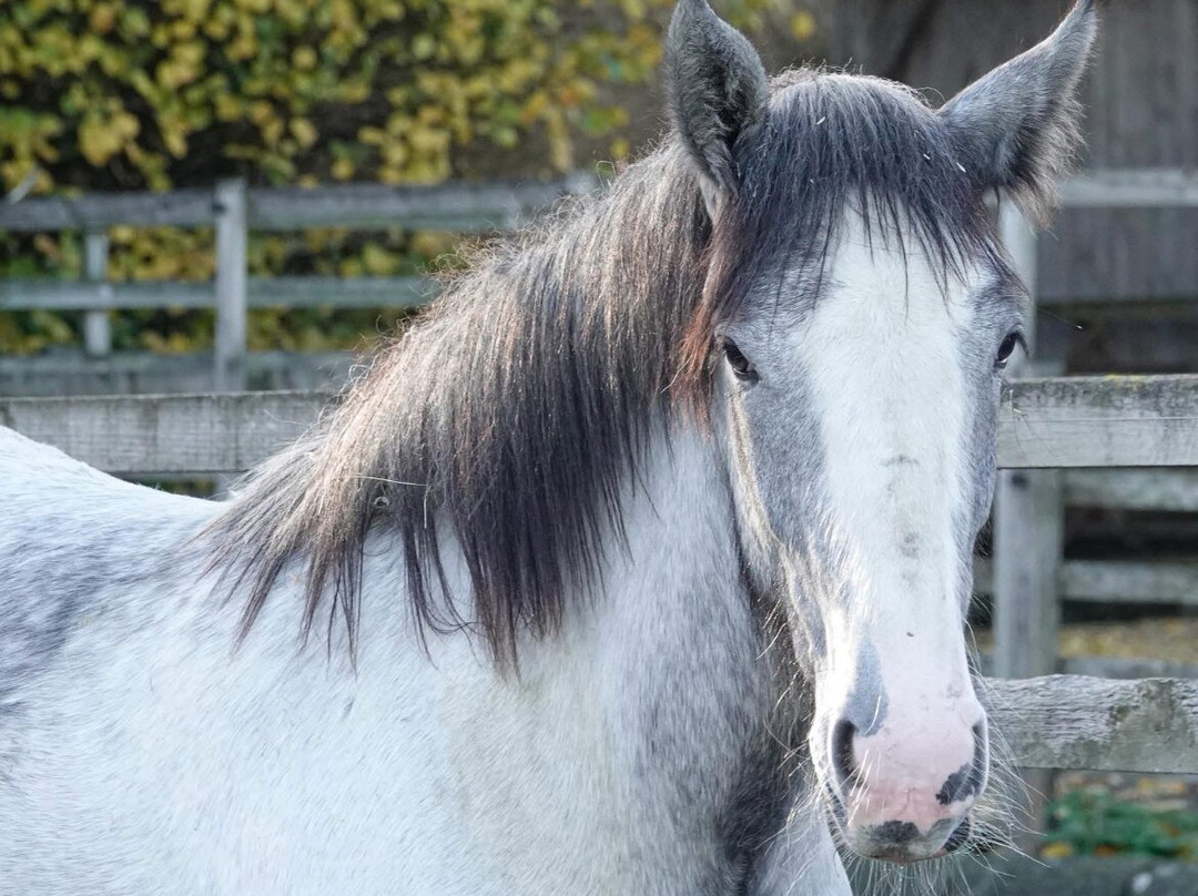 Cannon Hall Farm-Cawthorne必去景点