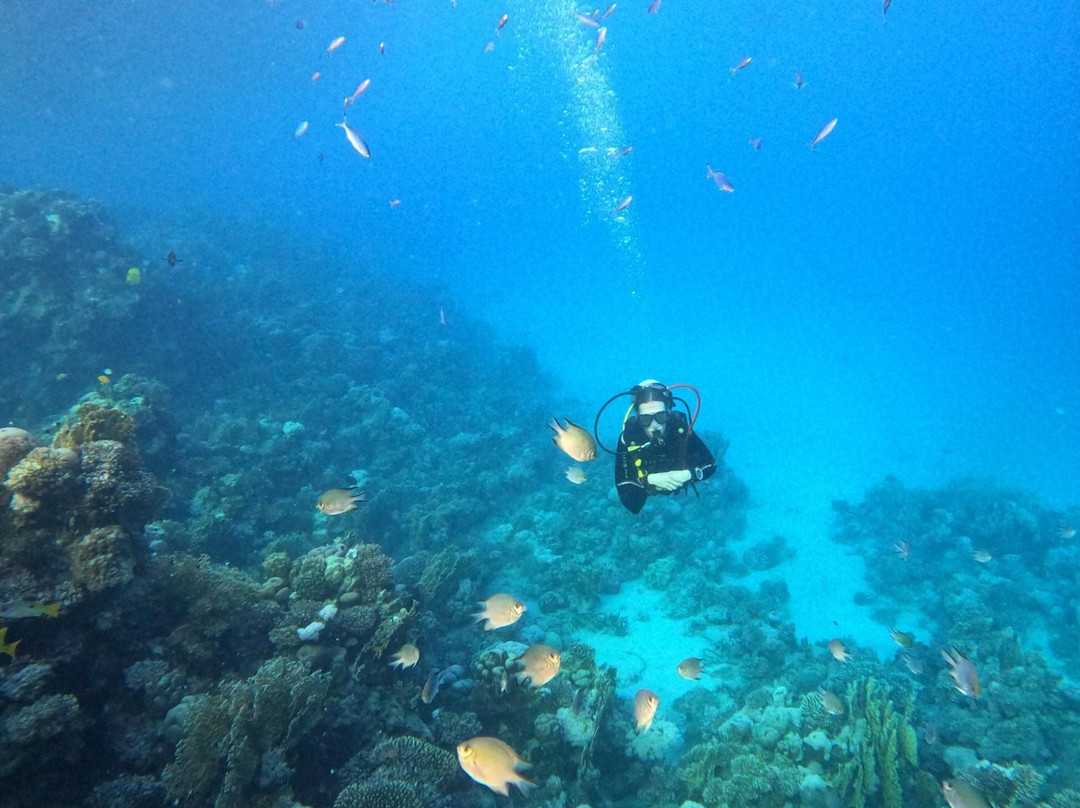 ORCA Dive Club Coral Garden-Safaga必去景点