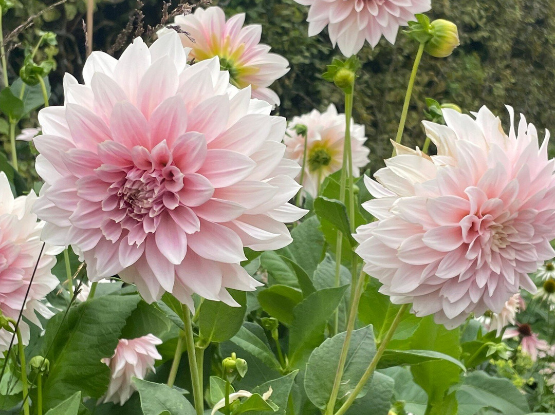 Norrvikens Trädgårdar-巴斯塔德必去景点