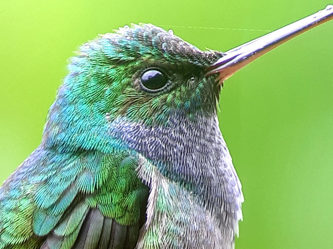 Eco Expeditions CR-希门尼斯港必去景点